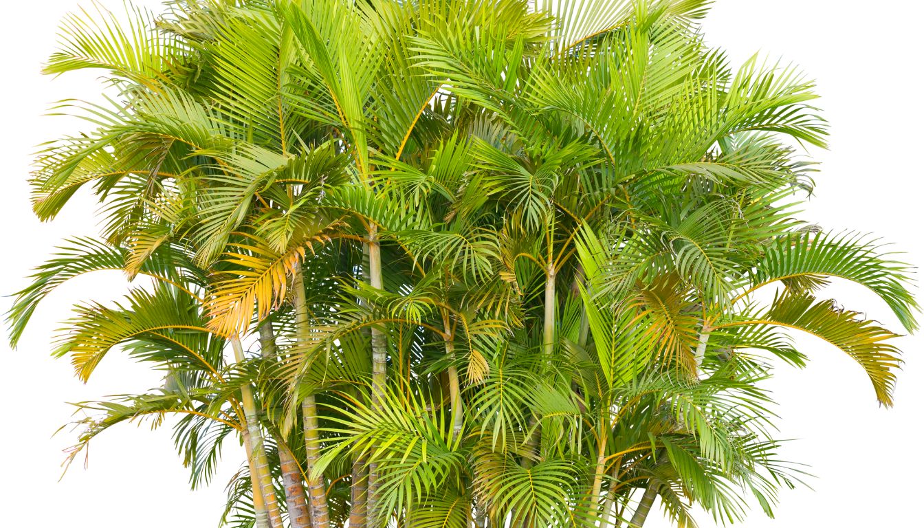 Dypsis lutescens