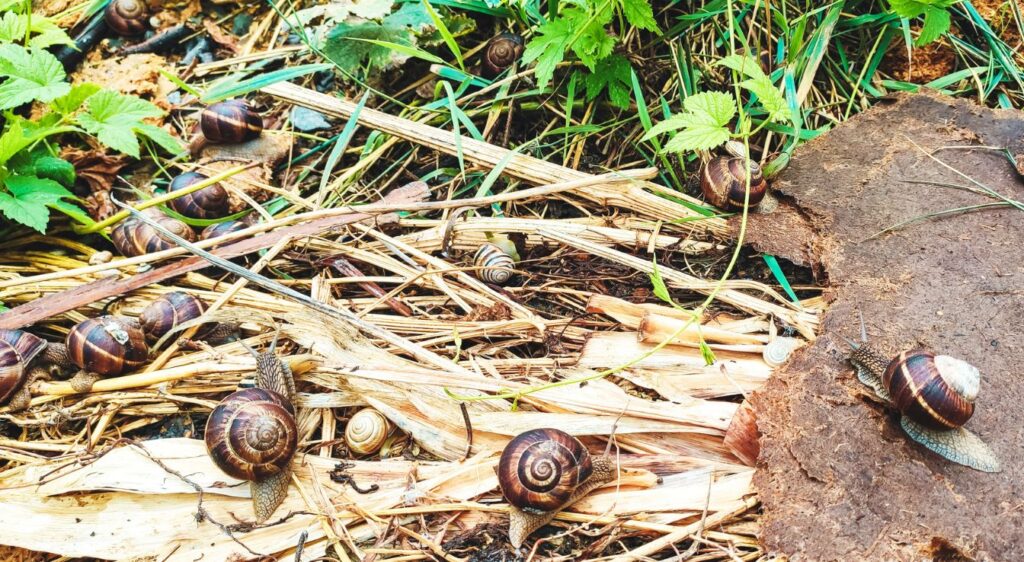 élevage escargot