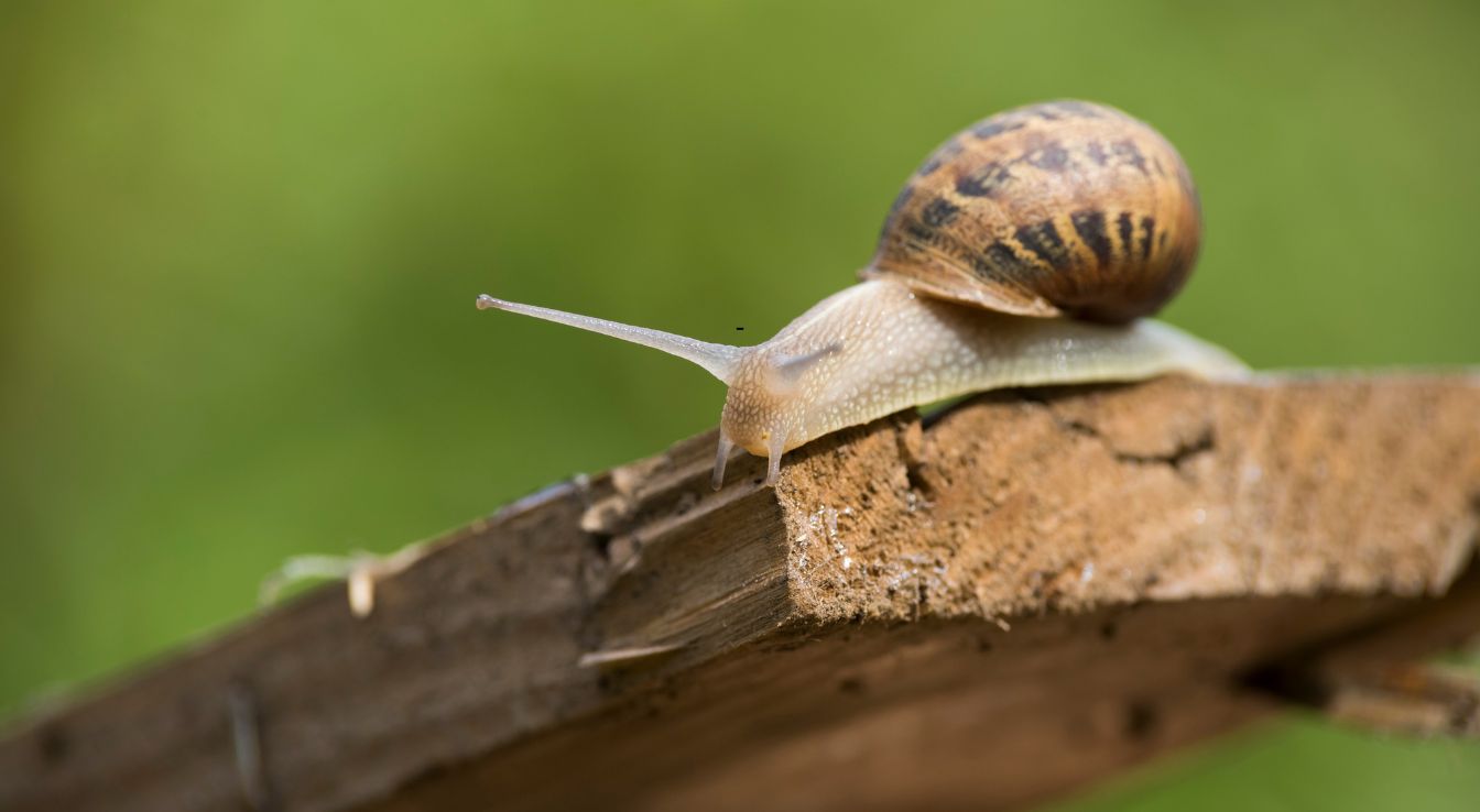 élevage escargot