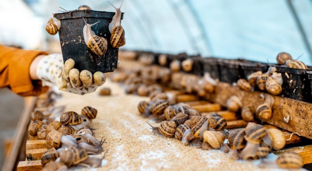 élevage escargot