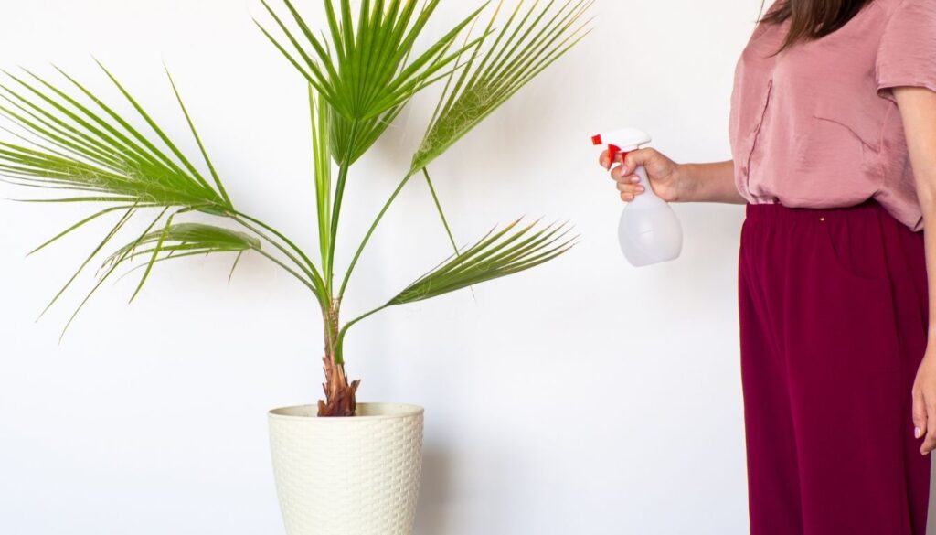 Entretien du palmier washingtonia