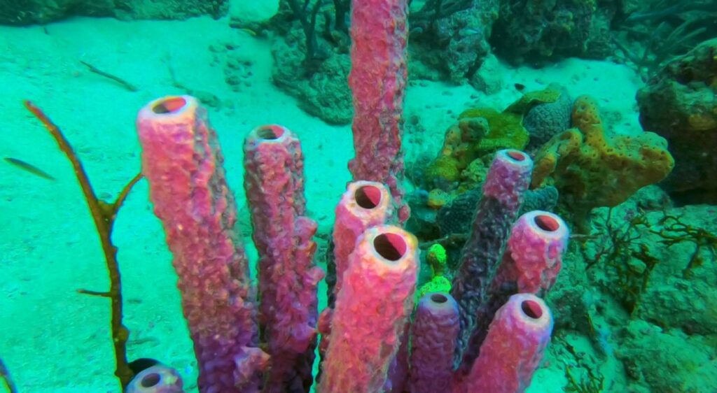 éponge de mer