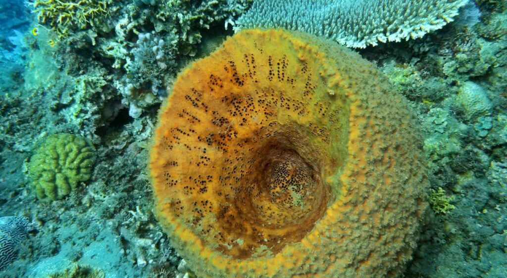 éponge de mer