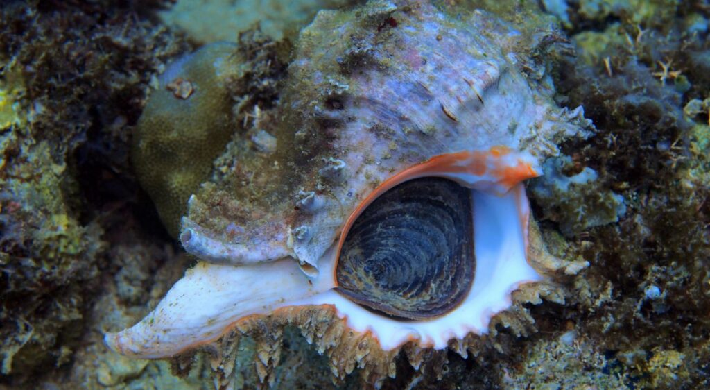 escargot de mer