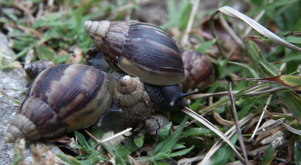 escargot géant