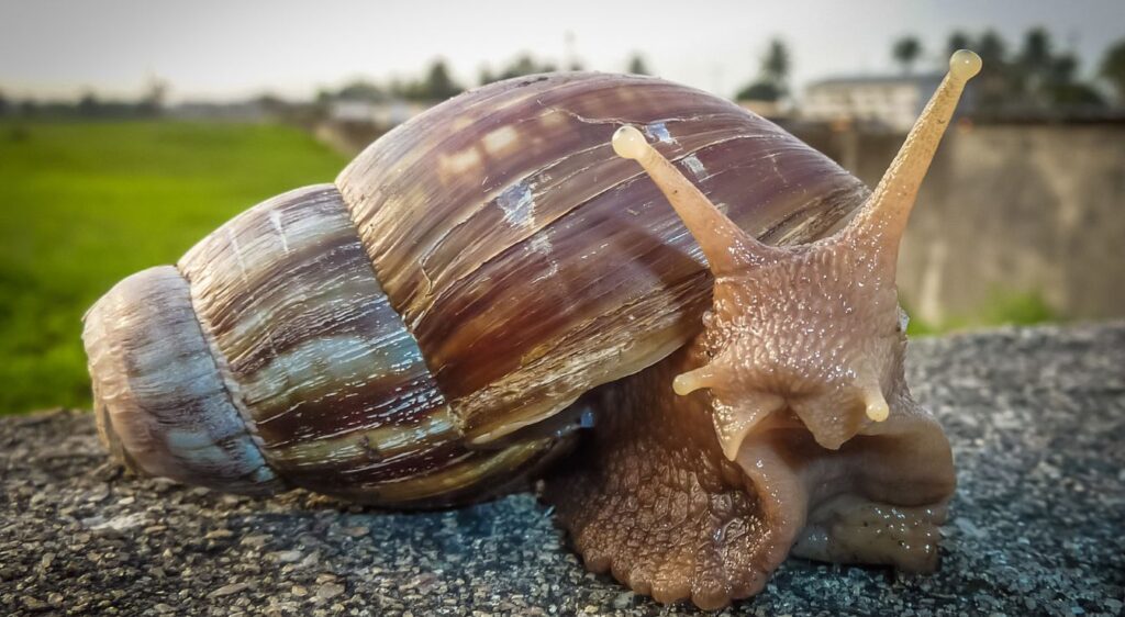 escargot géant