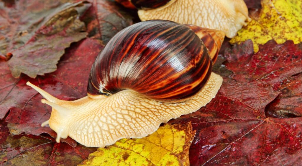 escargot géant