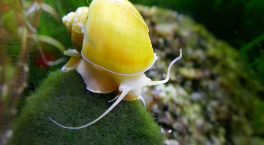 escargot pomme