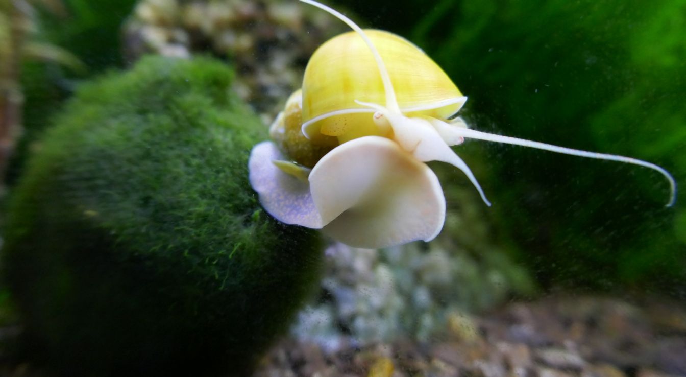 escargot pomme