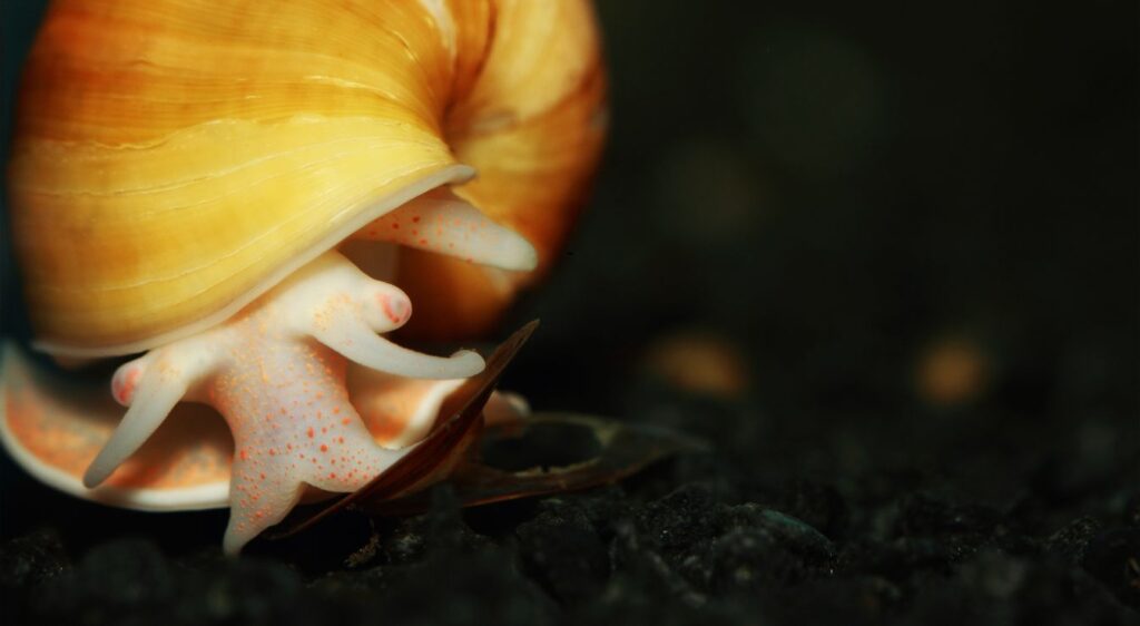 escargot pomme
