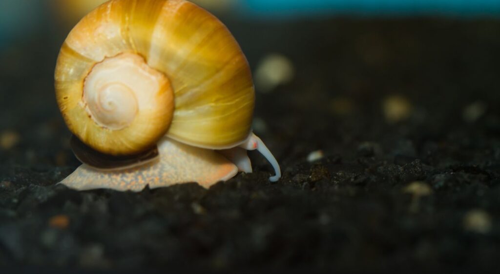 escargot pomme