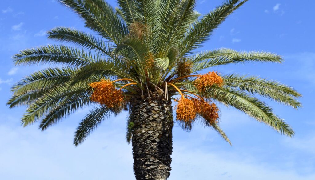 Espèces et variétés de Phoenix dactylifera