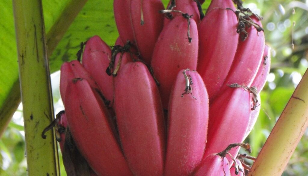 Espèces de bananiers rouges
