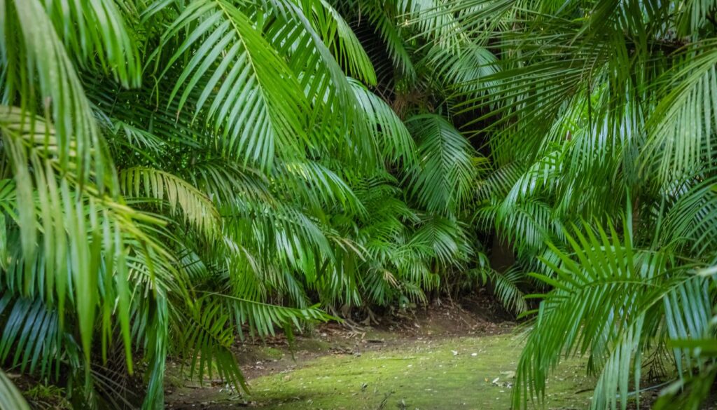 Espèces et variétés de Howea forsteriana