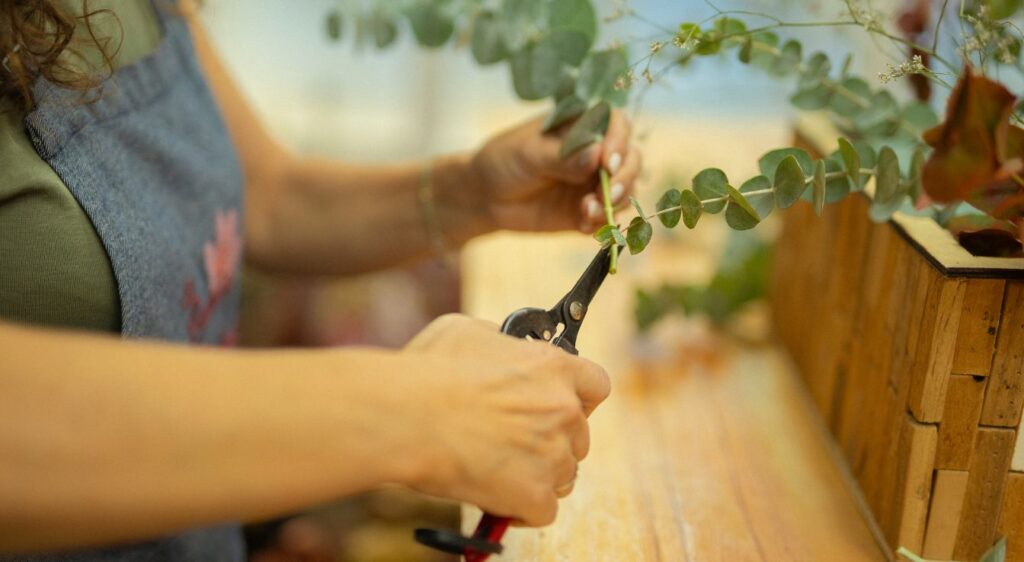tailler eucalyptus cendré