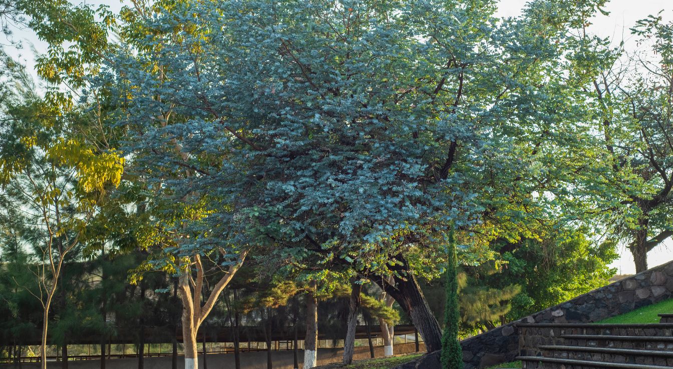 eucalyptus baby blue entretien