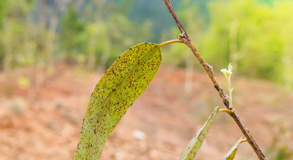 entretien eucalyptus en pot​