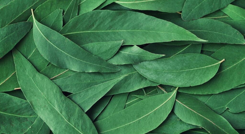 eucalyptus en pot interieur​