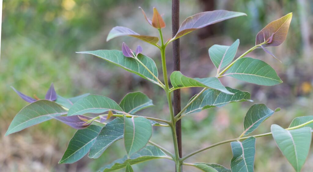 eucalyptus en pot exterieur​