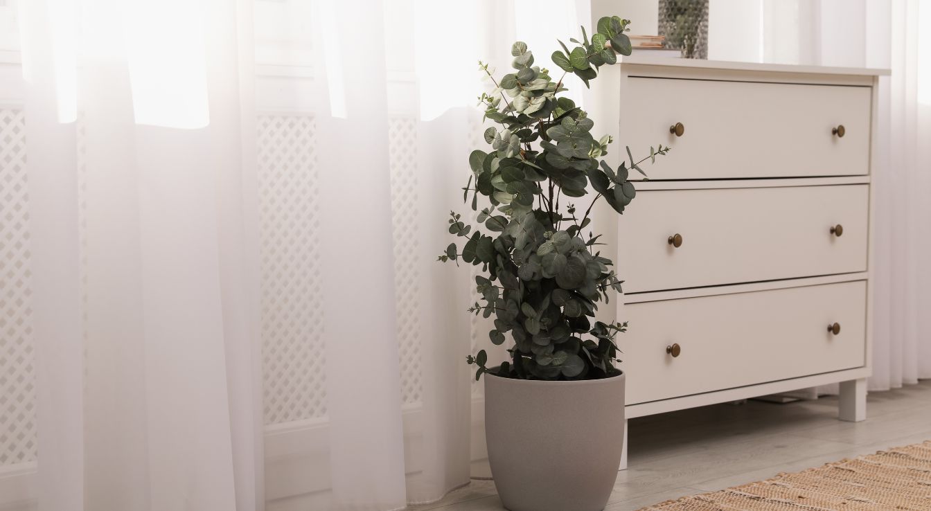 eucalyptus en pot intérieur