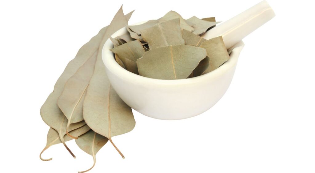 feuille d eucalyptus​
