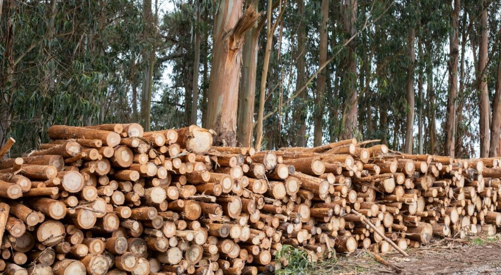 eucalyptus globulus bois