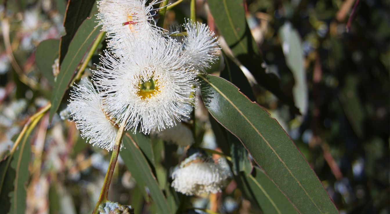 eucalyptus eucalyptus globulus