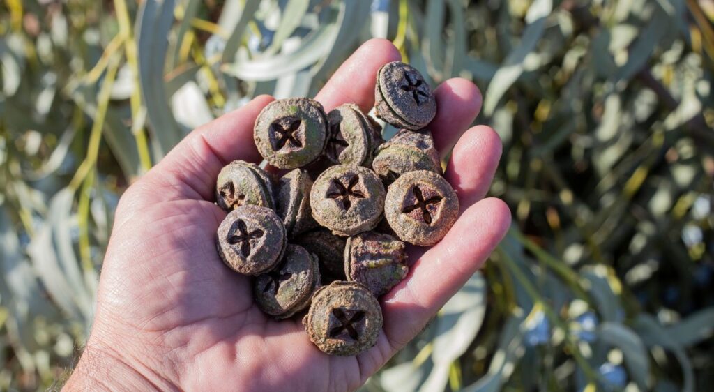 eucalyptus globulus graine