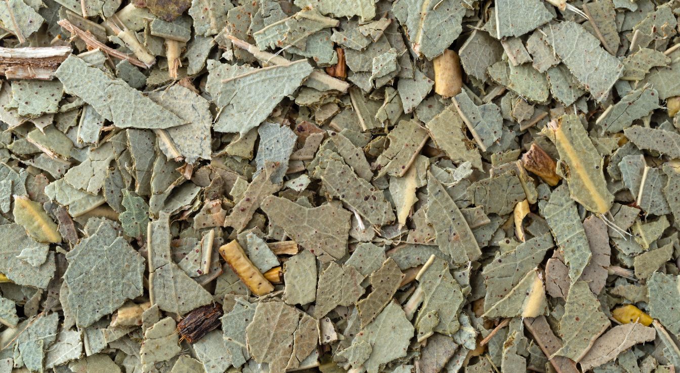 feuille d'eucalyptus coupée