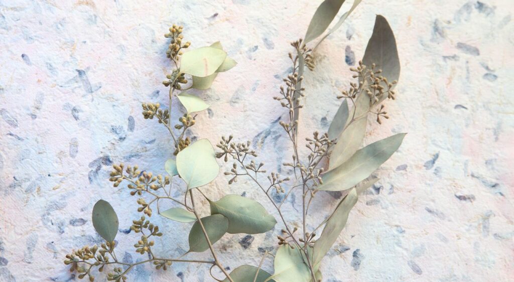 feuille d'eucalyptus séchée