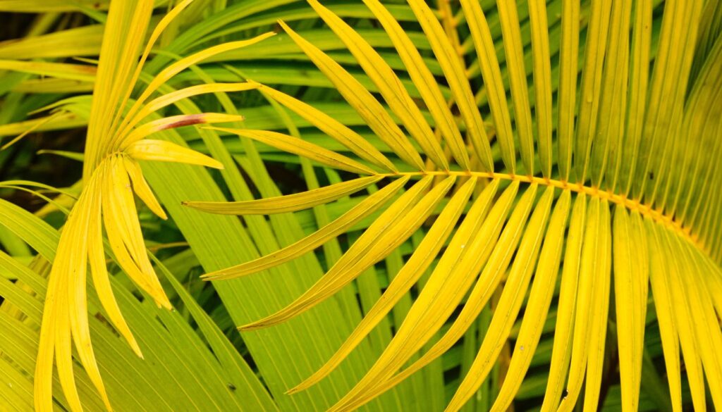 feuilles de la Dypsis lutescens