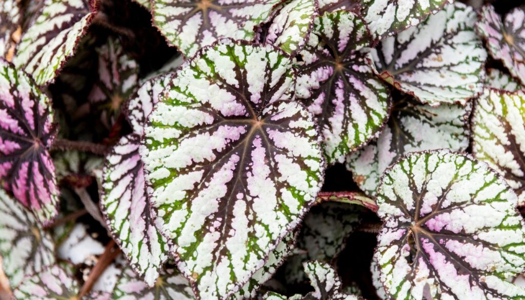 feuilles du Bégonia rex