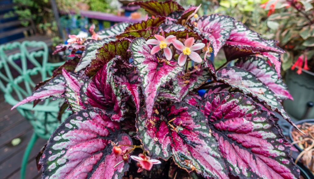Bégonia rex fleurs