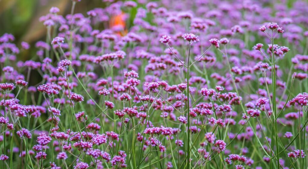 verveine fleurs