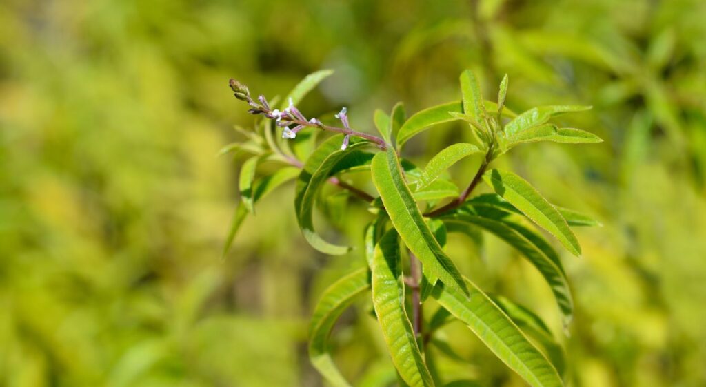  Floraison de la verveine citronnelle