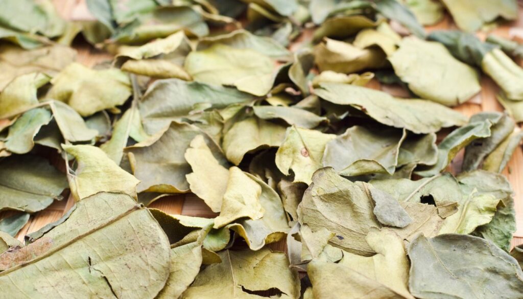 Formes de la feuille de combava