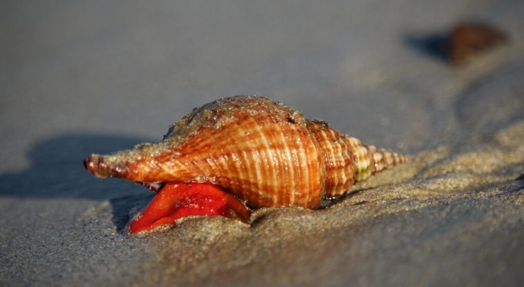 gastéropodes