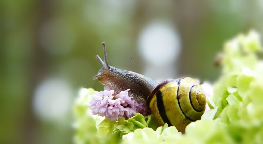 gastéropodes