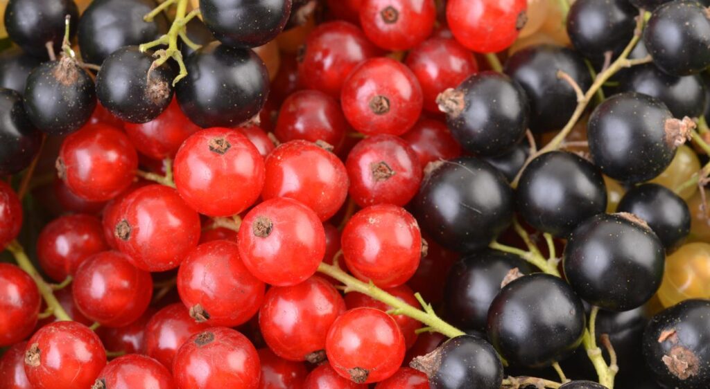 Groseille cassis