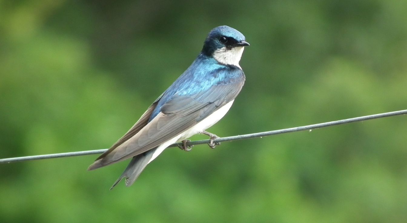 hirondelle de fenêtre