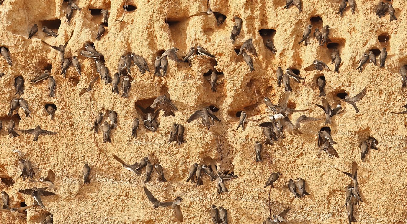 hirondelle de rivage