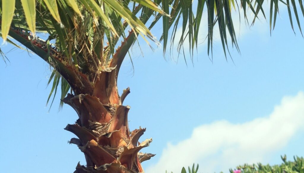 Washingtonia robusta