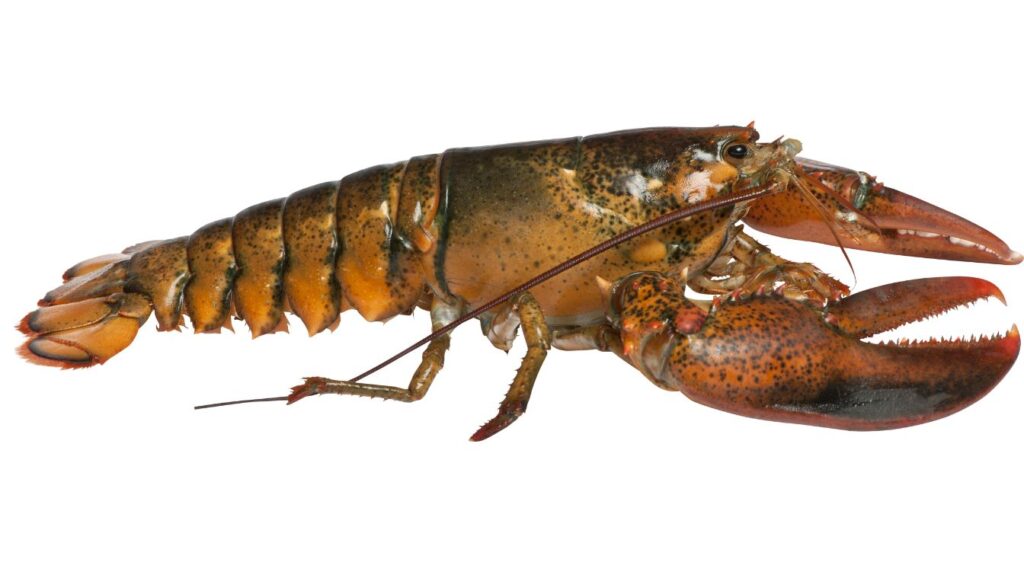homard américain