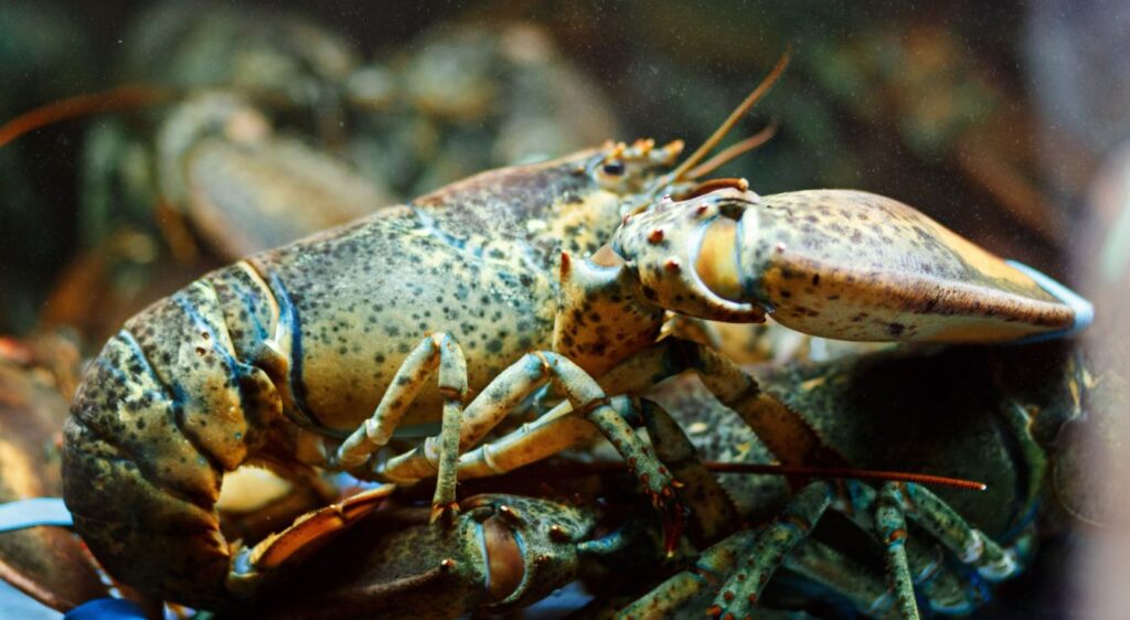 homard américain