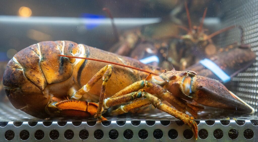 homard américain