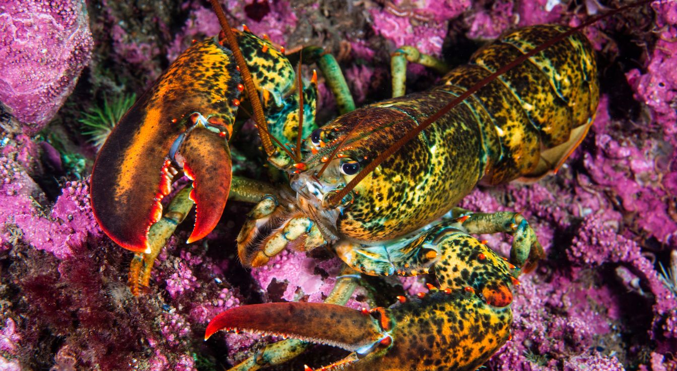 homard américain