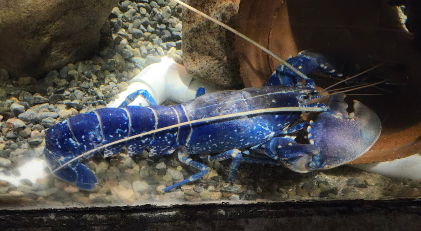 homard bleu