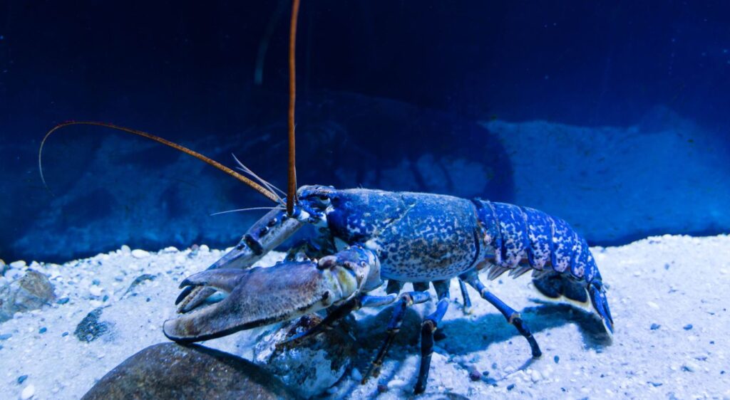 homard bleu