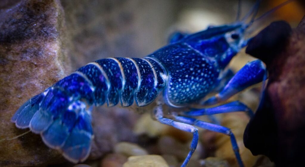 homard bleu