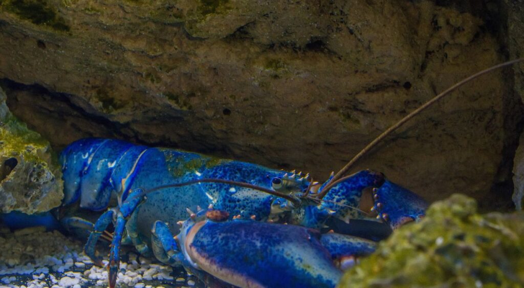 homard bleu